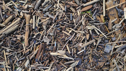 forest wood background