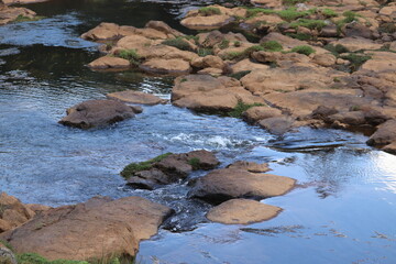 River Flow in the middle of a forest
