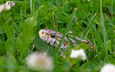 corn snake looks up with its head from the grass