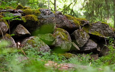 stone wall in the forest used to mark agricultural land in the past