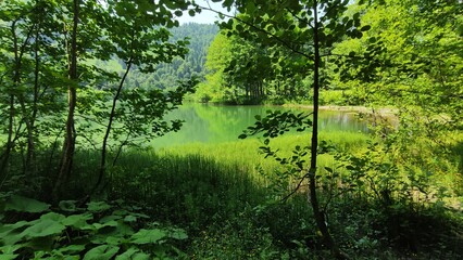 Obraz premium morning in the woods