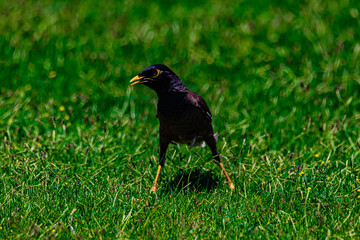 yellow-billed starling on а grass
