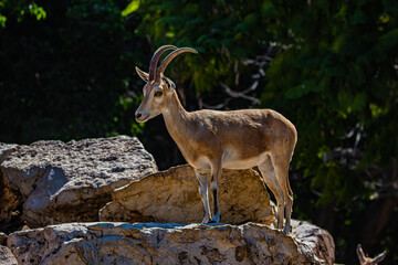 mountain goat on a rocks