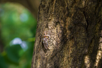 Obraz premium 赤いダニのついたニイニイゼミ