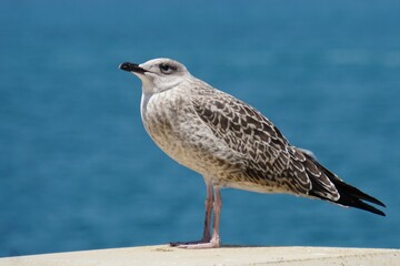 Obraz premium Pontic gull