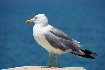 Fototapeta na wymiar Little black-backed gull