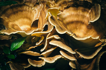 Mushrooms on the stump