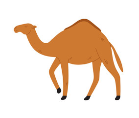 Hand-drawn wild camel isolated on white background. Desert animals, Sahara. Flat cartoon animal character.