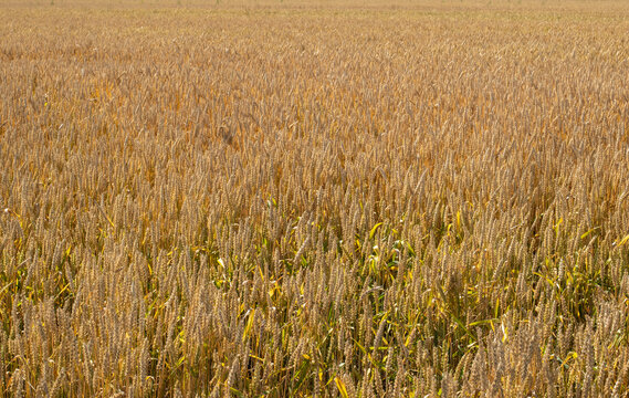 Wheat field backround texture with copy space