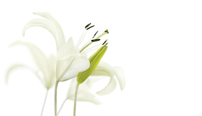 White lily flowers on a white background. Selective focus, copy space.