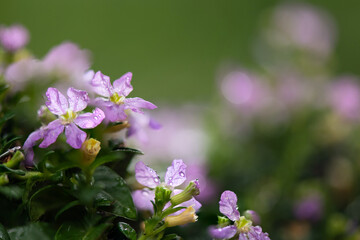 False heather flowers on nature background.
