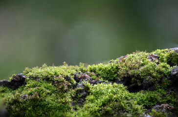  Moss trees growthing on stone and on nature background.