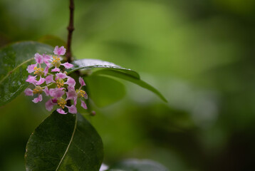 Acerola Cherry branch flowers on nature background.