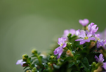 False heather flowers on nature background.