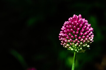 Allium sphaerocephalum