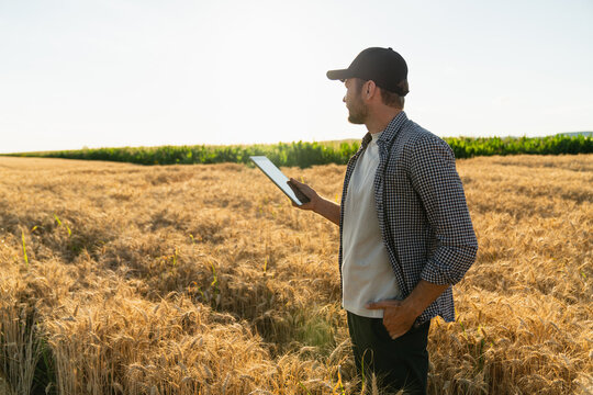 Farmer examines the field of cereals and sends data to the cloud from the tablet. Smart farming and digital agriculture.