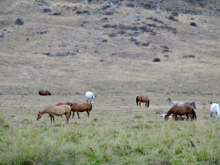 Fototapeta premium Horses graze on grass in field