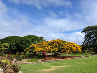 Yellow Flowers bloom in Queen Kapiolani Garden