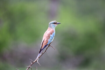 Blue Bird on Green Background