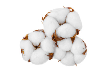 Cotton plant flower isolated on white background with full depth of field