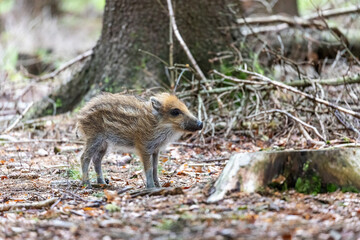 Fototapeta premium Side view of young wild boar posing in the forest. Horizontally. 