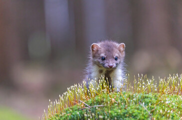 Portrait of cute young marten outdoors.