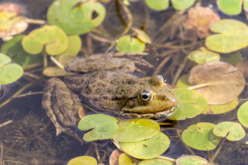 A frog sits in a pond close-up