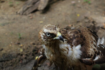 Close up of a Changeable Hawk Eagle curiously looking at something
