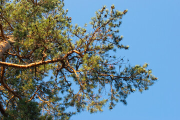 Bright summer landscape alone tender pine tree. Blue sky. Wild nature. Calming countryside scene. Isolated pine and clear sky. 