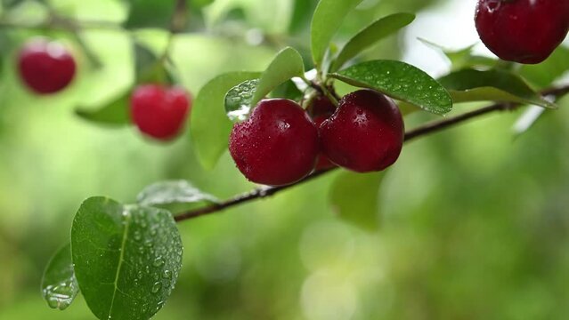 footage of ripe cherry fruit on its tree after rain