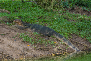 Ein Waran im Lumphini Park in Bangkok 