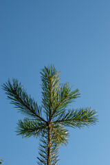 Green spruce branches close up with cones. Spruce branches against a blue sky. Many cones on spruce. Fir tree. Background image with copy space. Copy space, springtime. High quality photo