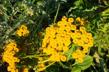 Little yellow flowers on the background of the grass in close-up. Macro shot of yellow flowers in a...