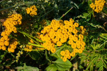 Little yellow flowers on the background of the grass in close-up. Macro shot of yellow flowers in a...