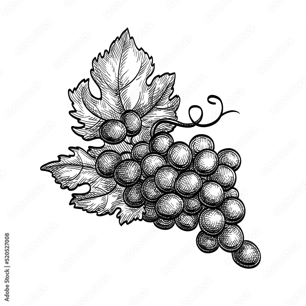 Canvas Prints ink sketch of grape bunch.