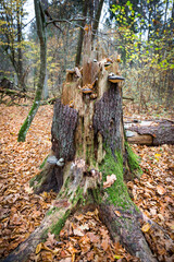 pień złamanego drzewa w Białowieskim Parku Narodowym, Polska