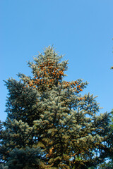 Bright summer landscape alone tender pine tree. Blue sky. Wild nature. Calming countryside scene. Isolated pine and clear sky. 