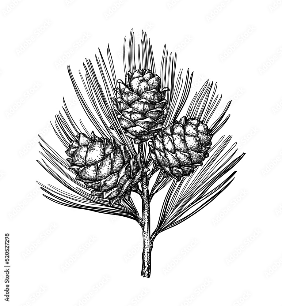 Canvas Prints ink sketch of pine nut