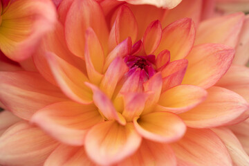 Fototapeta premium Orange apricot, salmon pink dahlia melody dora blooming in the dutch flower garden in summer, close up and macro