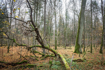 rezerwat przyrody - powalone drzewo w lesie