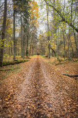 droga przez las zasypana spadającymi jesiennymi liśćmi  - obrazy, fototapety, plakaty