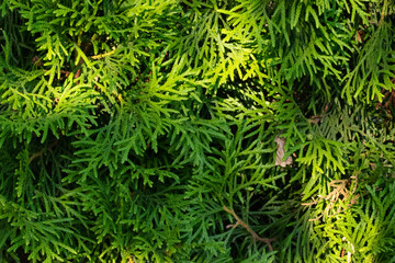 Bright green fluffy larch branches on a summer sunny day. The natural beauty of a graceful larch twig. Young larch branches in close-up. Full frame. Background of dense green larch with soft leaves.