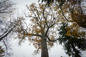 stare drzewo z resztką jesiennych liści - obrazy, fototapety, plakaty