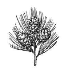 Ink sketch of pine nut