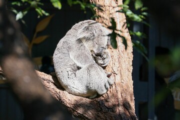 Closeup shot of an adorable sleeping koala bear (Phascolarctos cinereus) on tree