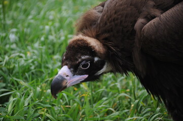 Close-up of black vulture also known as monk vulture largest bird of Eurasian