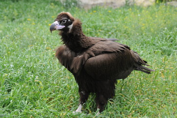 View of black vulture also known as monk vulture largest bird of Eurasian