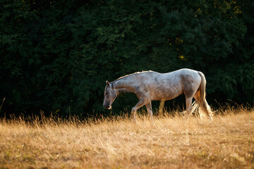 Naklejka na ściany i meble White horse on pasture with dry golden grass at summer