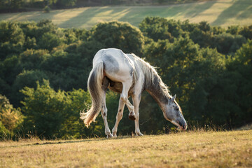 White horse disturbing by flies on pasture at summer. Rural scene