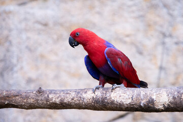 Parrot Eclectus rotatus red girl. exotic birds